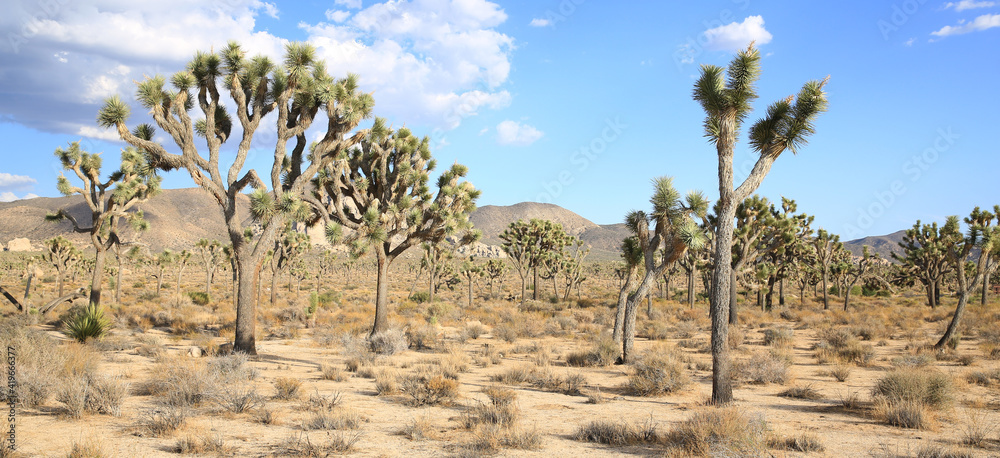 Joshua Tree National Park in California, USA Joshua Tree National Park in California, USA