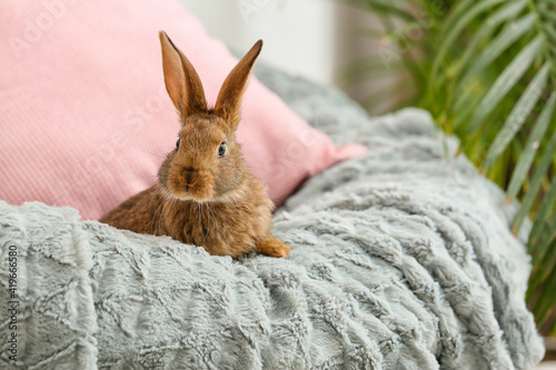 Cute rabbit on armchair in ...