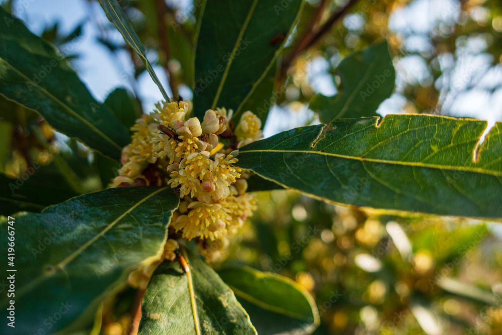 Bay leaf flowers, with a curious insect sucking the pollen.