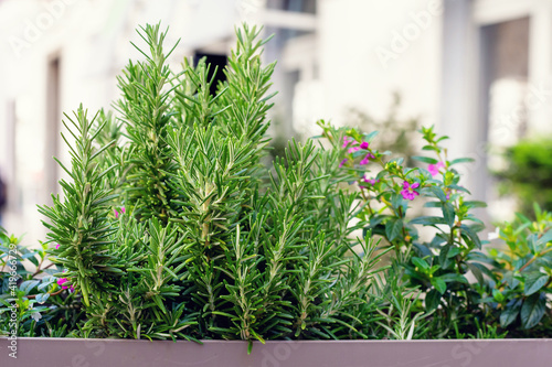 Rosemary herb in a pot