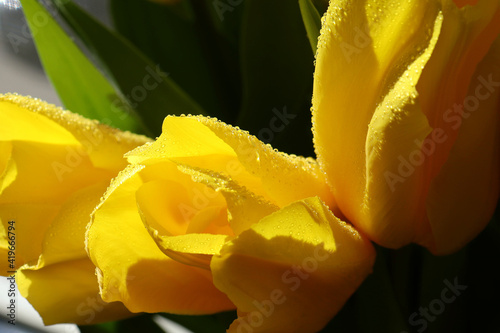 Yellow tulips on a dark background in water drops for background  greeting card  screensaver  poster