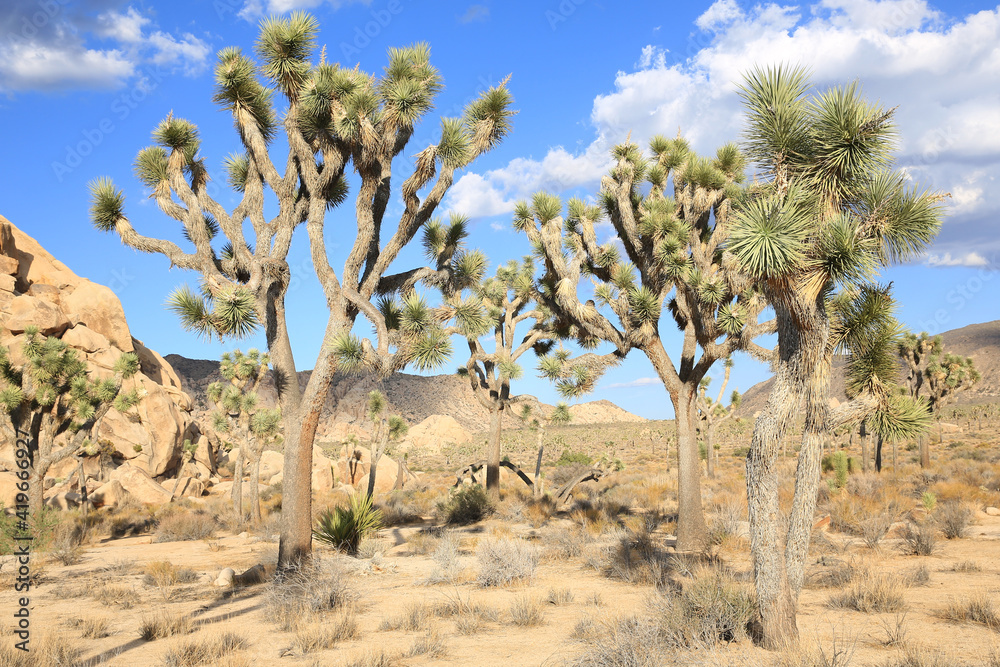 Joshua Tree National Park in California, USA Joshua Tree National Park in California, USA