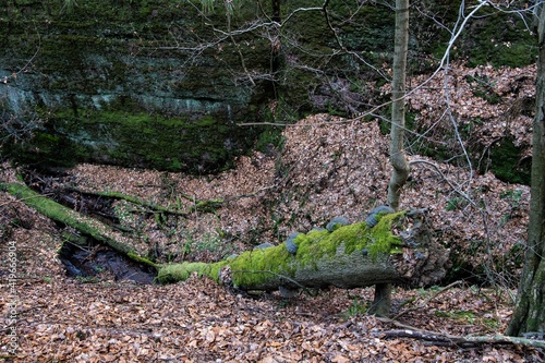 Naturschutzgebiet - Unterwegs im Spätherbst in einer naturbelassene Schlucht -  die Landgrafenschlucht bei Eisenach photo