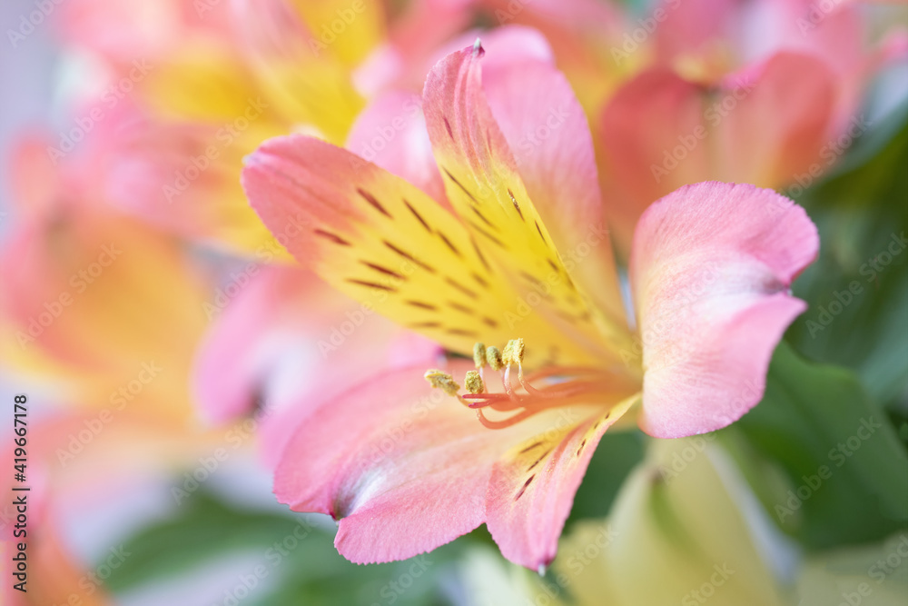 Fototapeta premium Original botanical close up photograph of coral and yellow astrometric flowers 