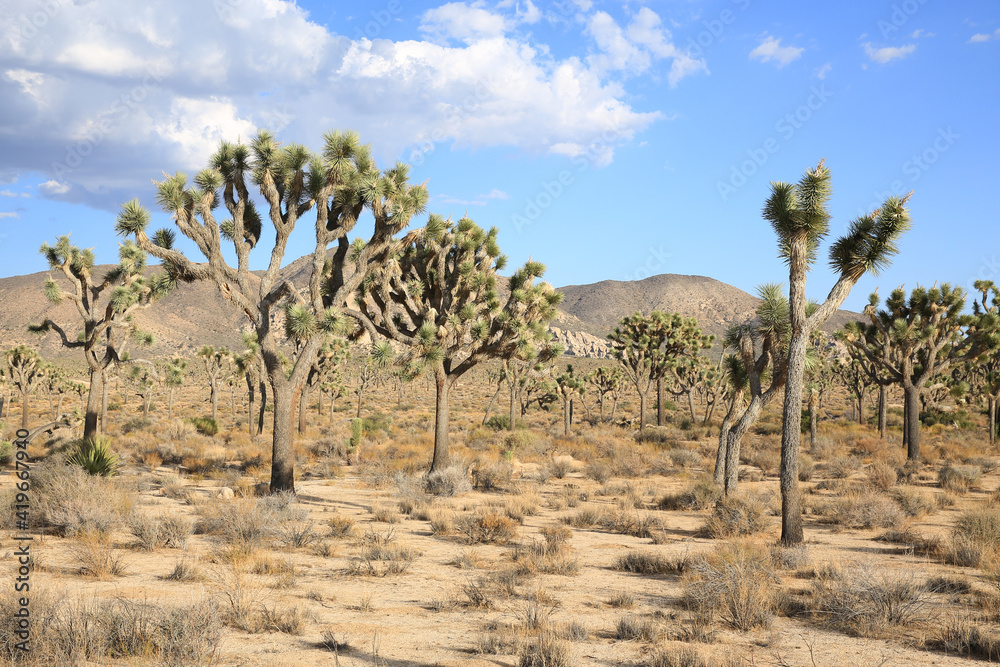 Joshua Tree National Park in California, USA Joshua Tree National Park in California, USA