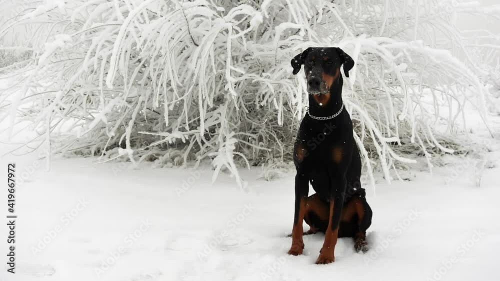 A black doberman is sitting on a bush background among falling snowflakes in slow motion and turning his head. A purebred dog is walking in winter forest at frosty day. Concept of pets in the outdoors A black doberman is sitting on a bush background among falling snowflakes in slow motion and turning his head. A purebred dog is walking in winter forest at frosty day. Concept of pets in the outdoors