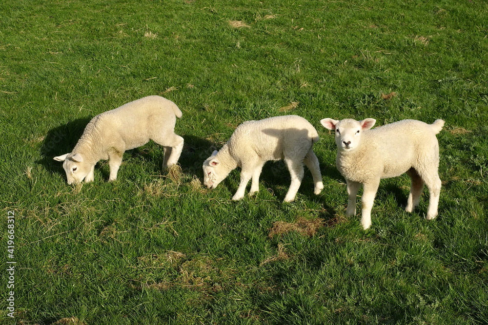 lambs in a field lambs in a field