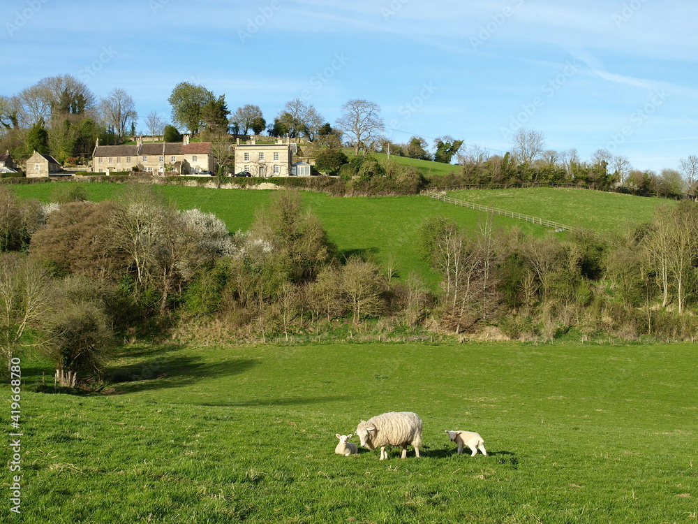 Fototapeta premium sheep in the field
