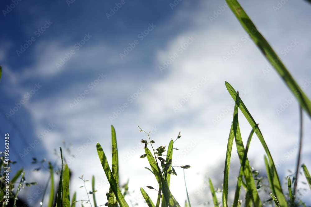 Obraz premium HERBES ET CIEL