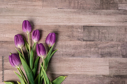 Bunch of fresh picked purple tulip bouquet on a wood plank surface. #419668701