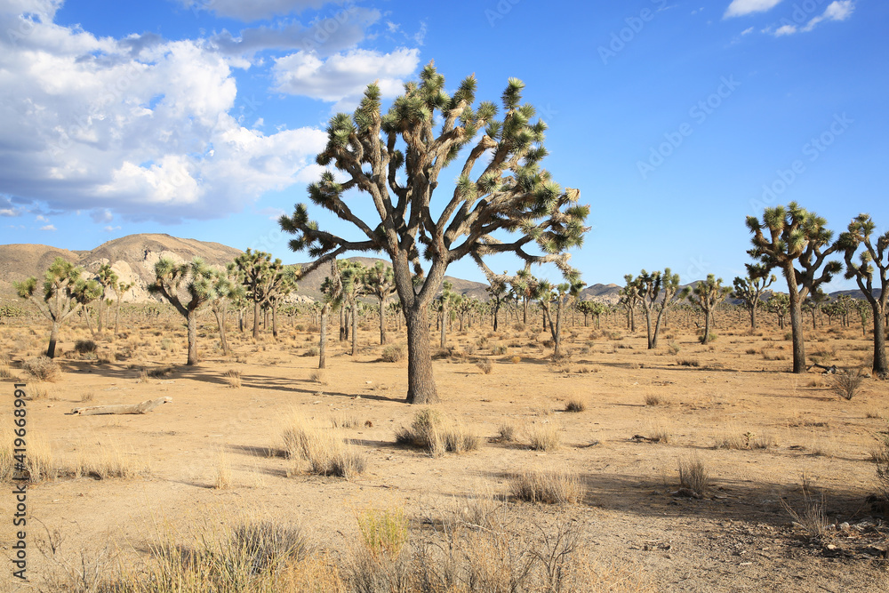 Joshua Tree National Park in California, USA Joshua Tree National Park in California, USA