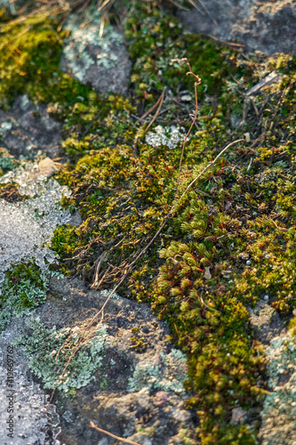 Moss on the slope of a rocky mountain under the melted snow.