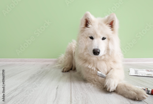 Cute Samoyed dog with newsp...