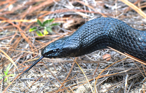 Wild Eastern Indigo snake (Drymarchon couperi) head and neck shot, with eye detail and tongue out.  on ground with long leaf pine needles.  Central Florida photo