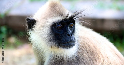 Photography Langur monkey potrait, Sri Lanka, South-East Asia