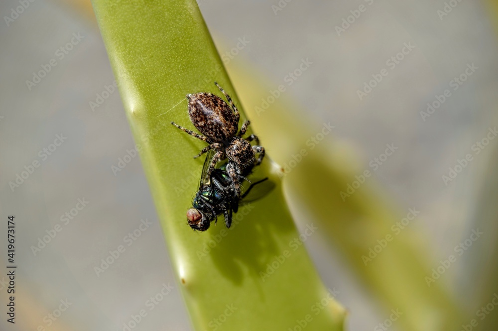 Fototapeta premium small spider eating a fly