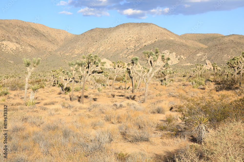 Joshua Tree National Park in California, USA Joshua Tree National Park in California, USA