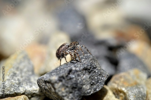 closeup of small spider on stone