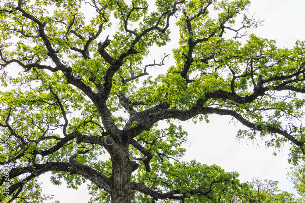 Tree branches and leaves of oak tree Tree branches and leaves of oak tree