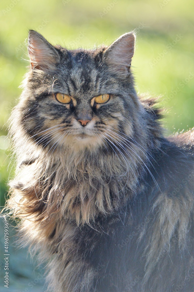 Long-haired cat
