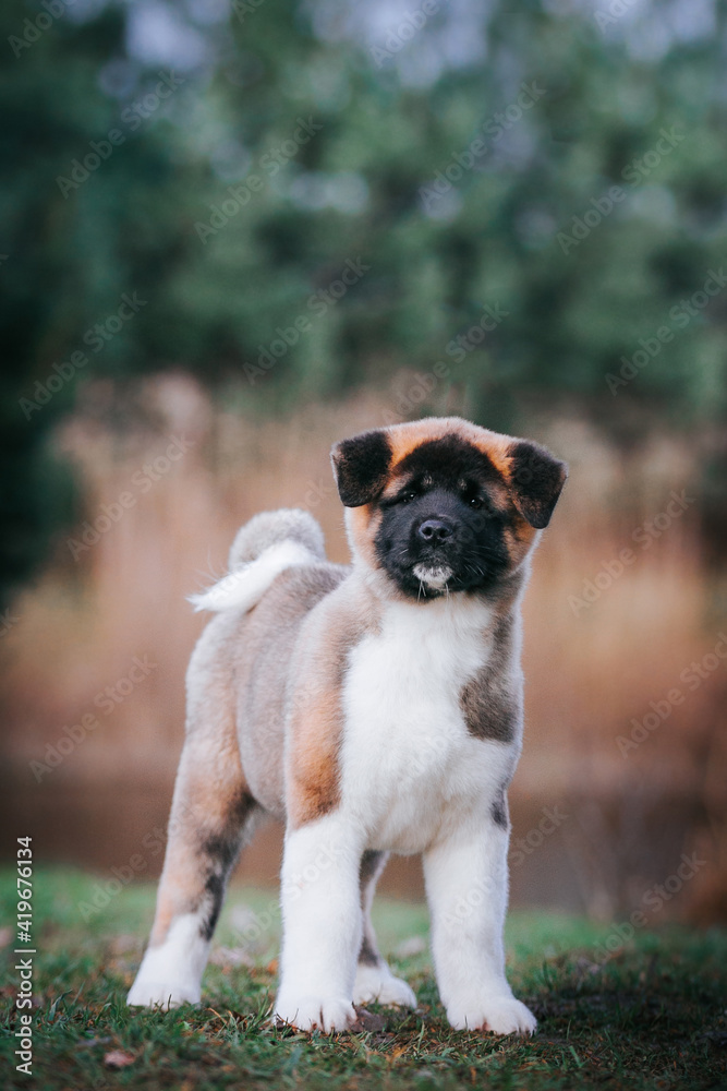 Obraz premium American akita cute puppy outside in the beautiful park. Akita litter in kennel photoshoot.