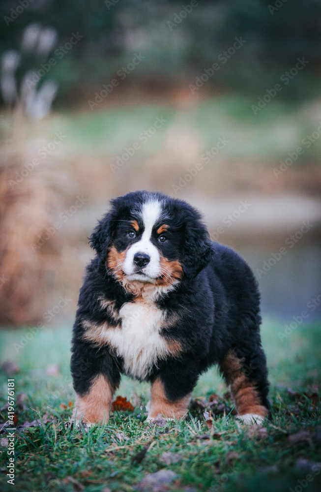 Bernese mountain dog puppy outside. Puppy in kennel Bernese mountain dog puppy outside. Puppy in kennel
