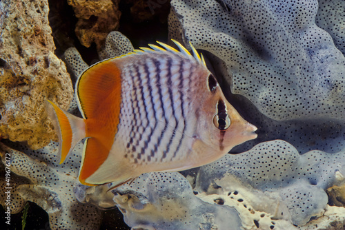 Fototapeta Naklejka Na Ścianę i Meble -  Pearlscale butterflyfish