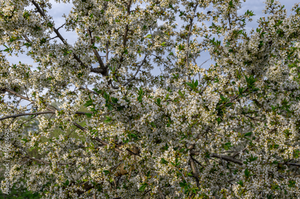 Apple trees and cherries bloom, plums, pears and flowers bloom. Apple trees and cherries bloom, plums, pears and flowers bloom.