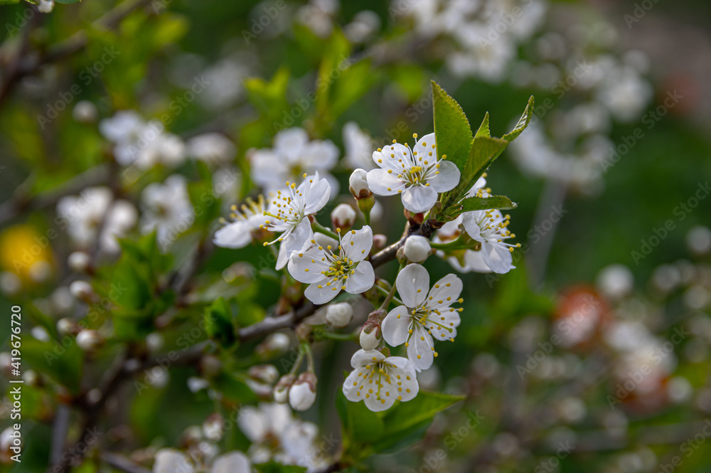 Apple trees and cherries bloom, plums, pears and flowers bloom. Apple trees and cherries bloom, plums, pears and flowers bloom.