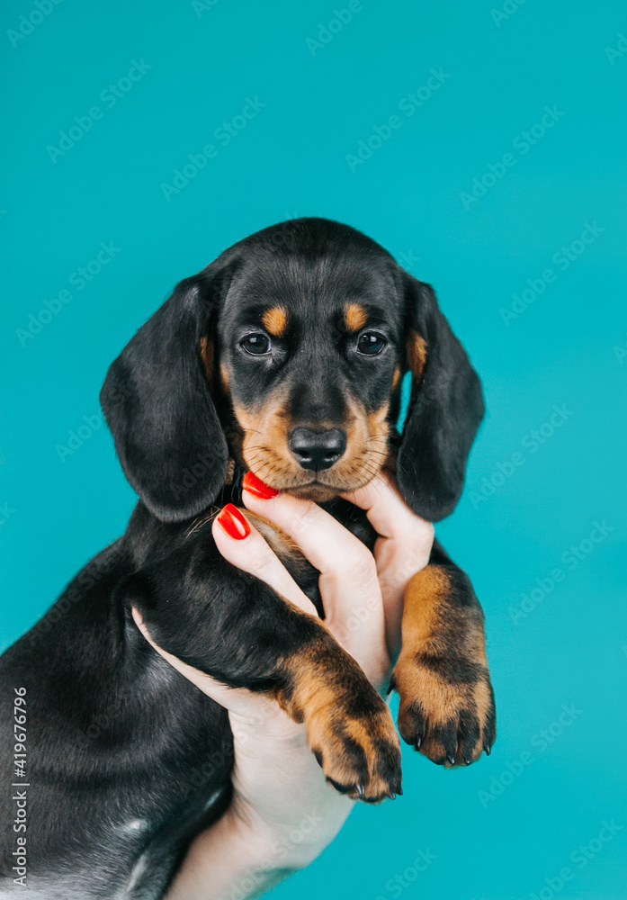 Dachshund puppy posing in blue studio background. Puppy from kennel, purebreed dog.