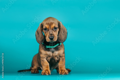 Dachshund puppy posing in blue studio background. Puppy from kennel  purebreed dog.