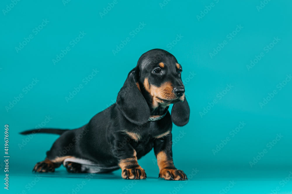 Dachshund puppy posing in blue studio background. Puppy from kennel, purebreed dog.