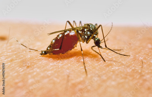 malaria mosquito anopheles stitching and sucking human blood photo
