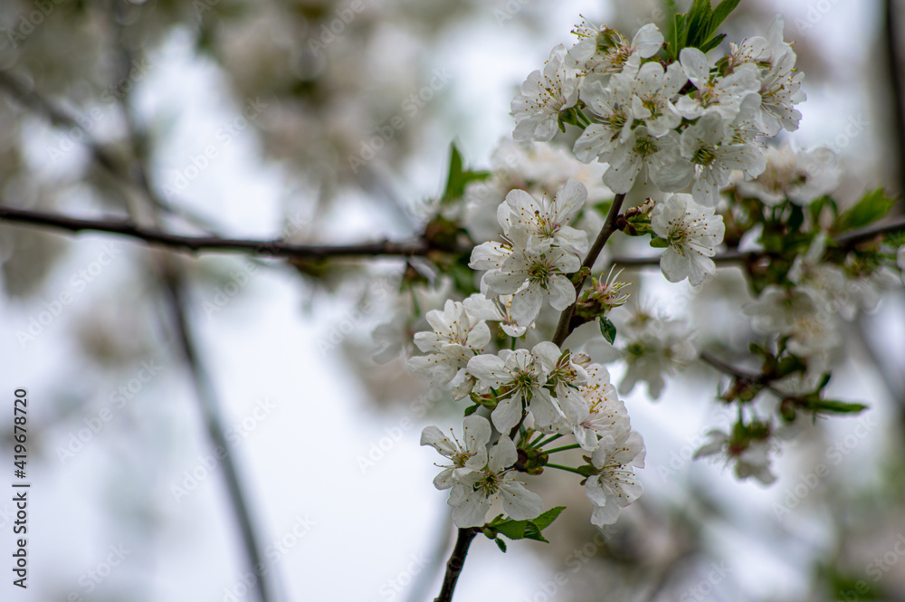 Apple trees and cherries bloom, plums, pears and flowers bloom. 