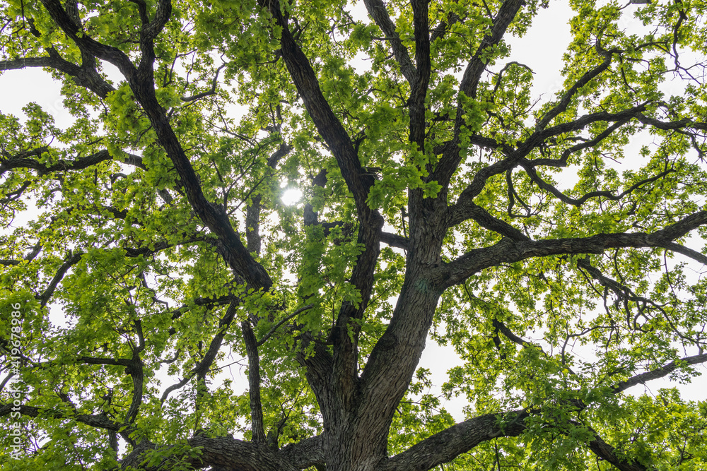 Tree branches and leaves of oak tree Tree branches and leaves of oak tree
