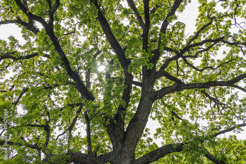 Tree branches and leaves of oak tree