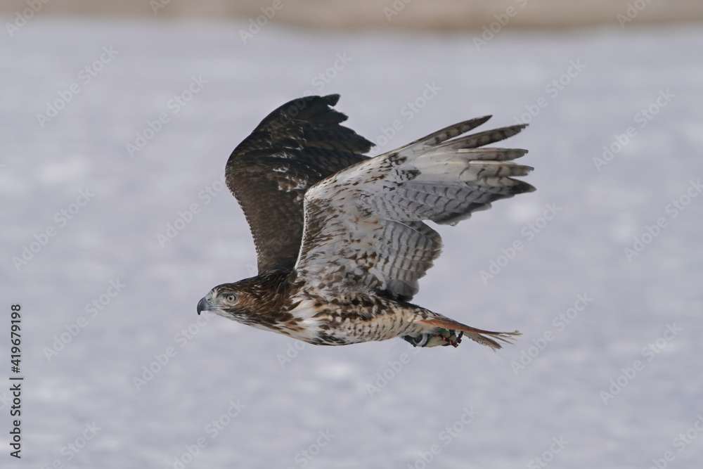 Obraz premium Training a red tailed hawk on a line for falconry sport in winter