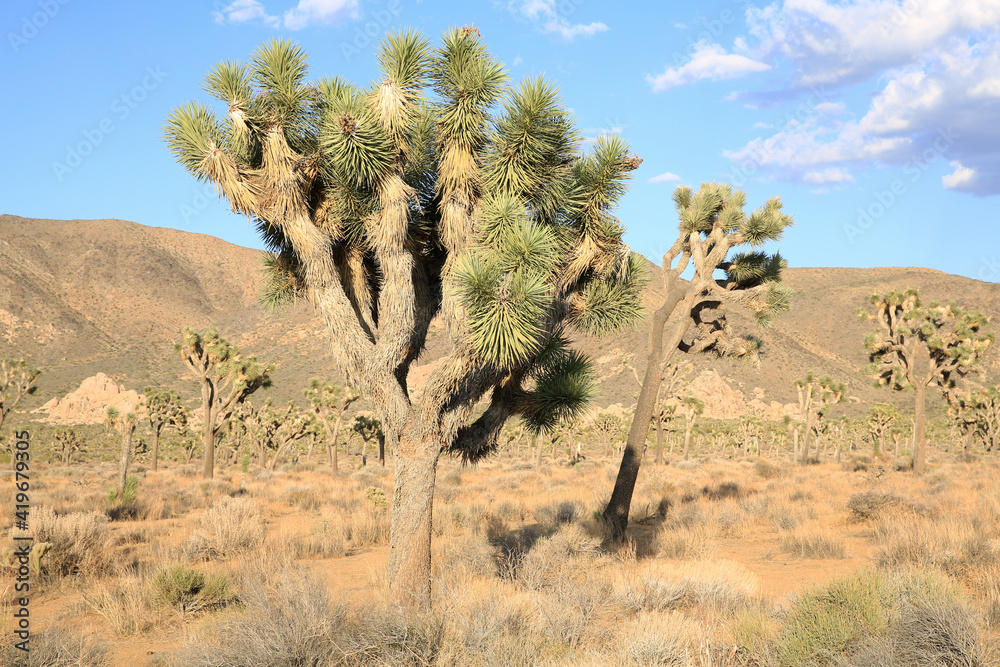Joshua Tree National Park in California, USA Joshua Tree National Park in California, USA