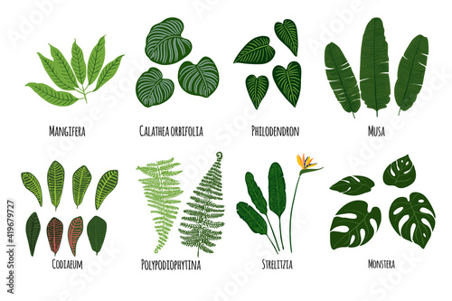 Leaves of tropical plants on a white background. Green jungle. Mangfera, calathea, philodendron, musa, codiaeum, polypodiophytina, strelitzia, monstera