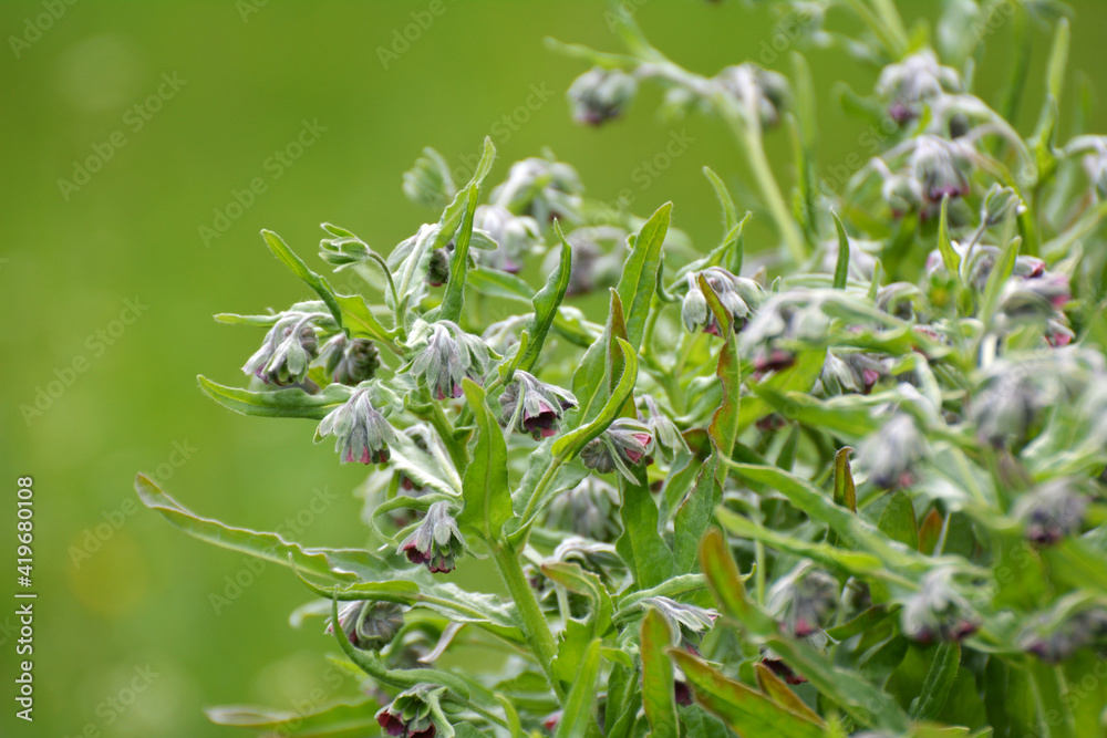 Cynoglossum officinale blooms in nature Cynoglossum officinale blooms in nature