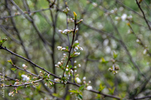 Apple trees and cherries bloom, plums, pears and flowers bloom.  © Oleg