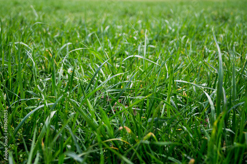green grass in the morning
