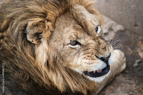 Grin of a lion