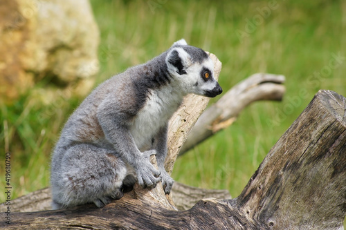 A ring-tailed lemur sitting on a tree trunk
