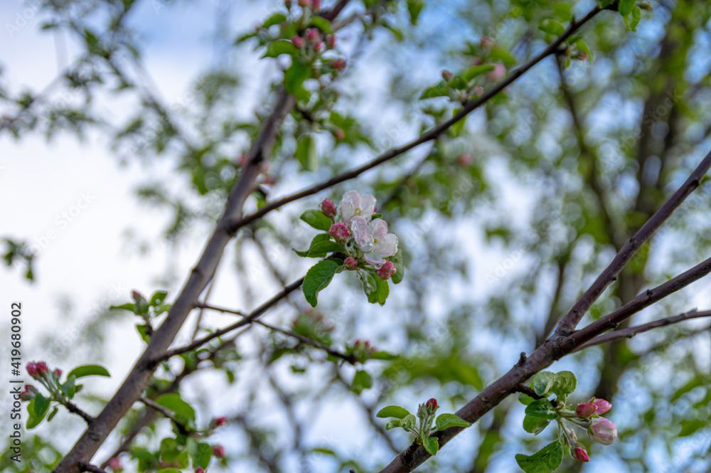 Apple trees and cherries bloom, plums, pears and flowers bloom. 
