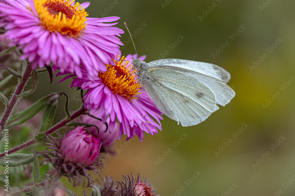 A butterfly on a purple graceful flower. A butterfly on a purple graceful flower.