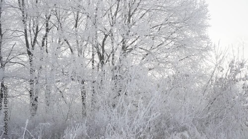 Wallpaper Mural Walk through the winter forest on a beautiful frosty morning. No people Torontodigital.ca