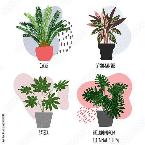 Indoor plant in a pot. Modern spots for text delicate colors.