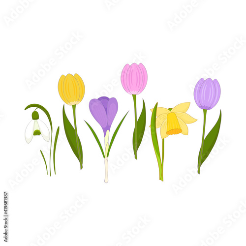 Spring flowers illustration on white background. Snowdrop, crocus, daffodil, tulip plants.