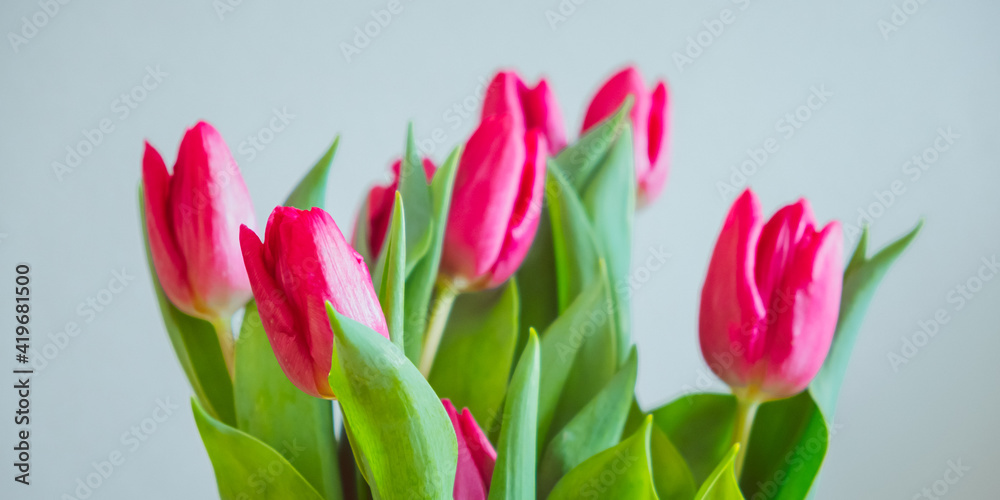 Obraz premium pinke Tulpen zum Muttertag